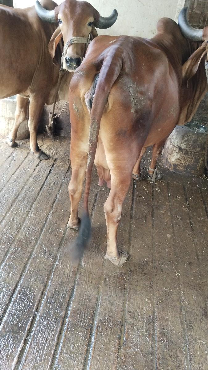 થંબનેલ 2