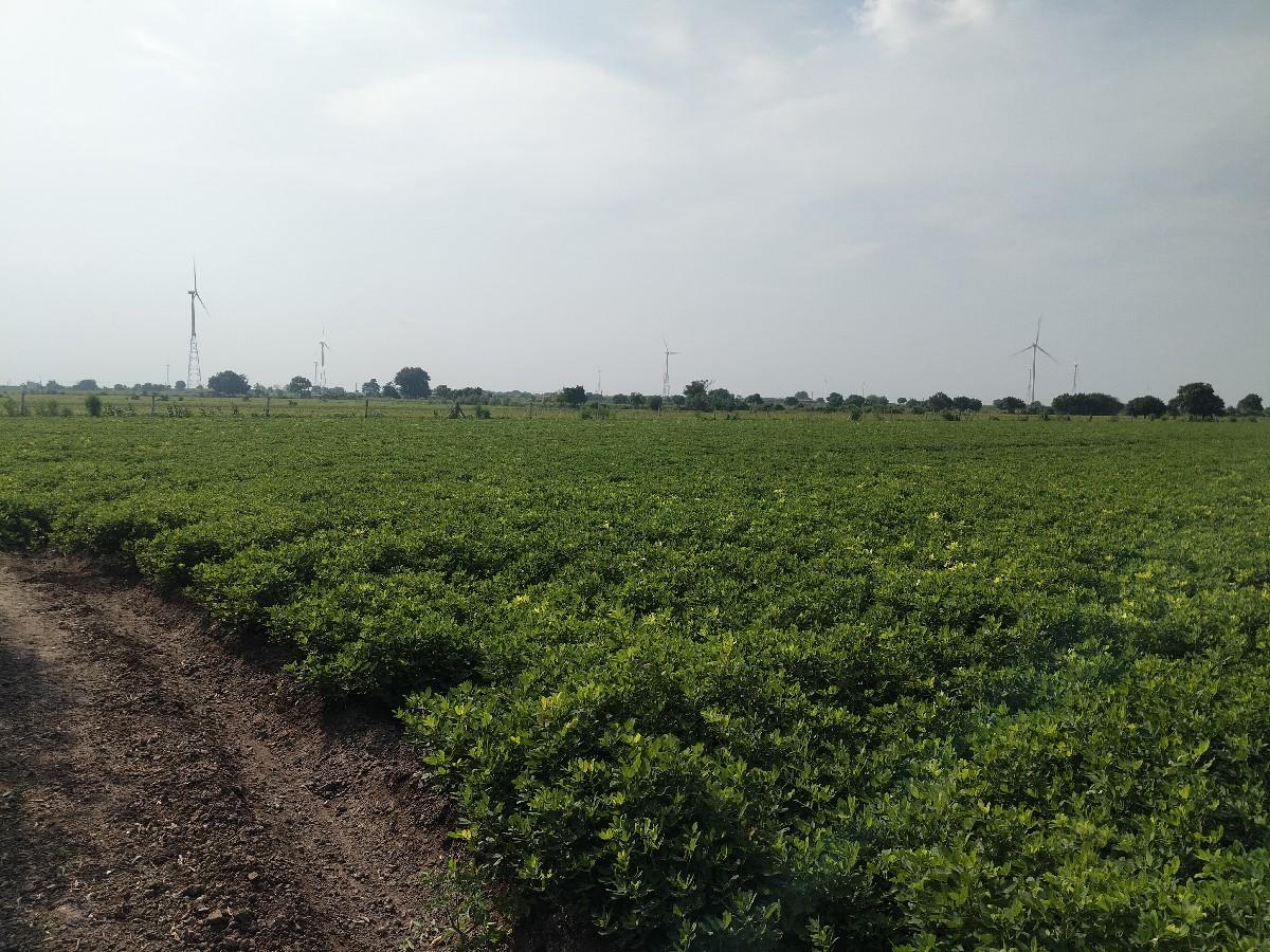 વેચવાની