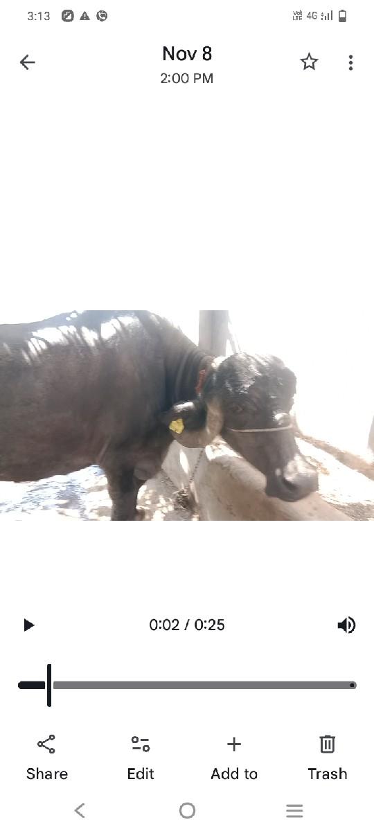 ભેંસ વેચવાની છે