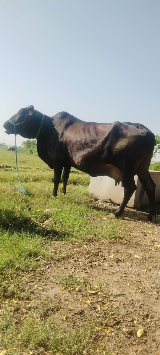 થંબનેલ 3