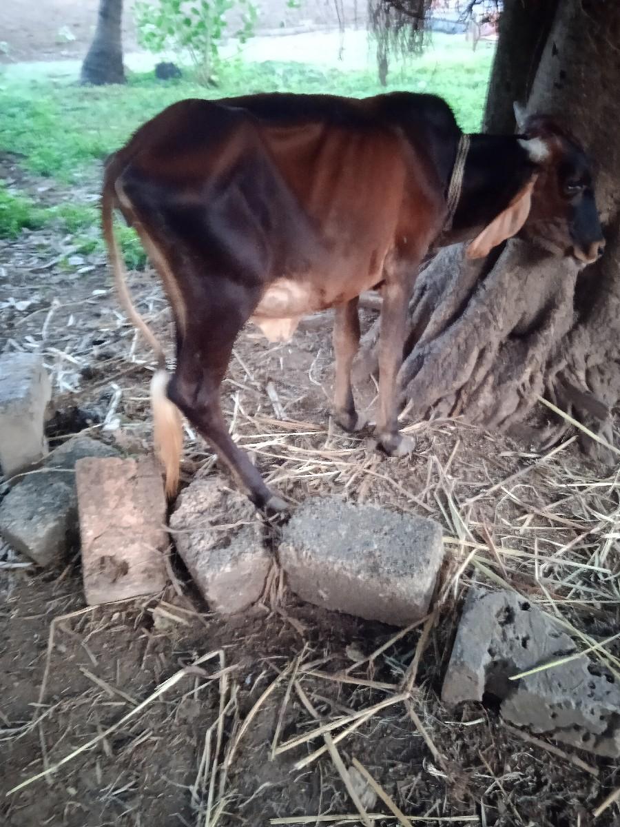 થંબનેલ 2