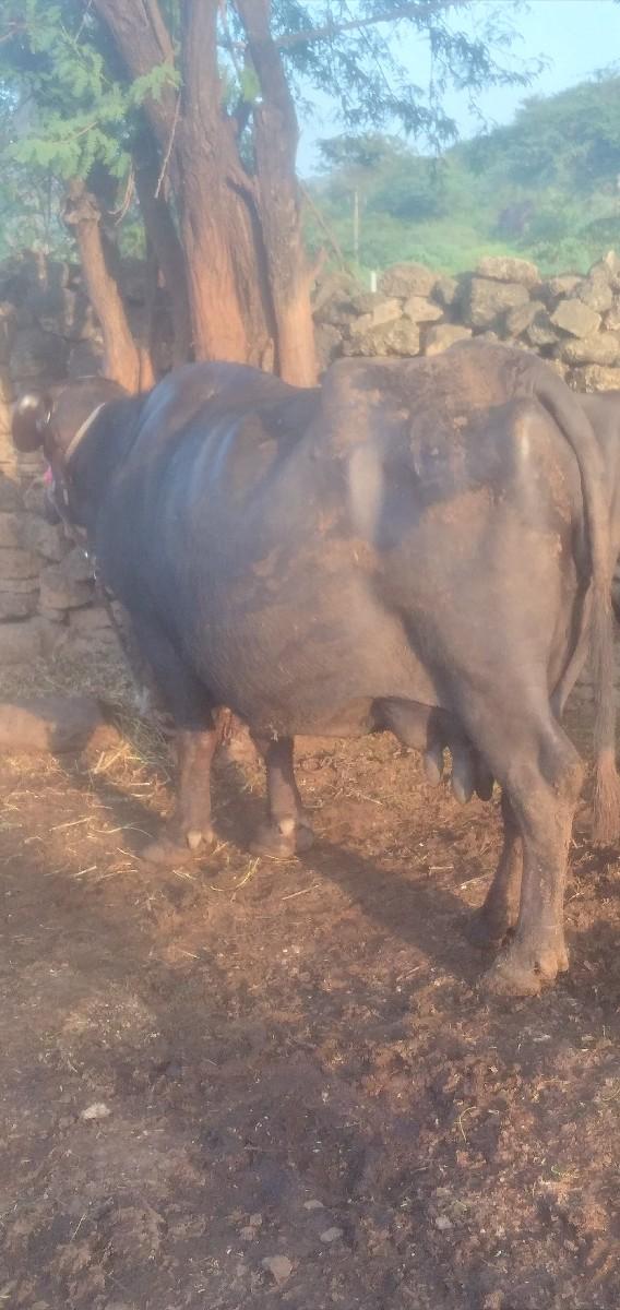 થંબનેલ 2