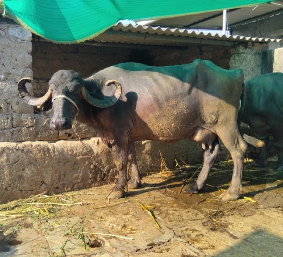 ભેસ વેચવાની છે....