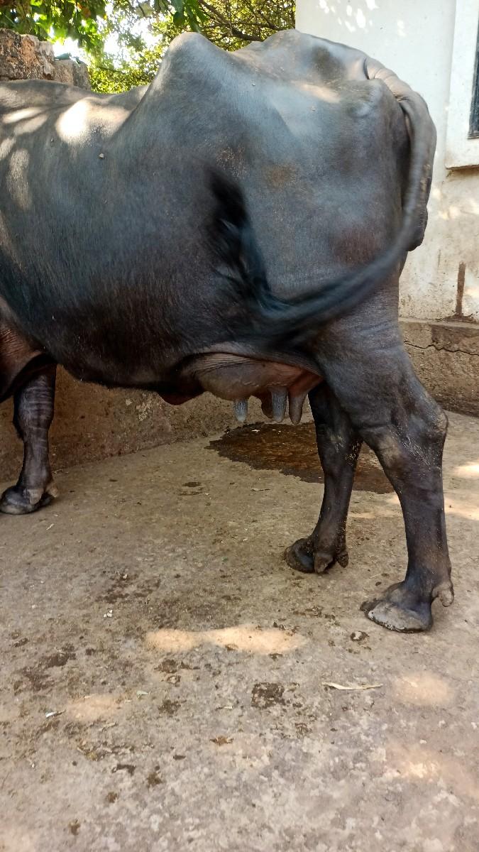 થંબનેલ 3