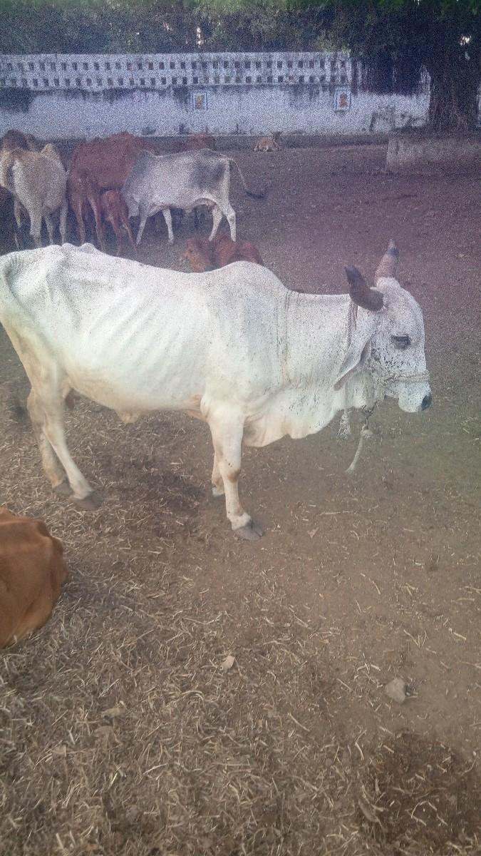 આ ગાય વેચવાની છે