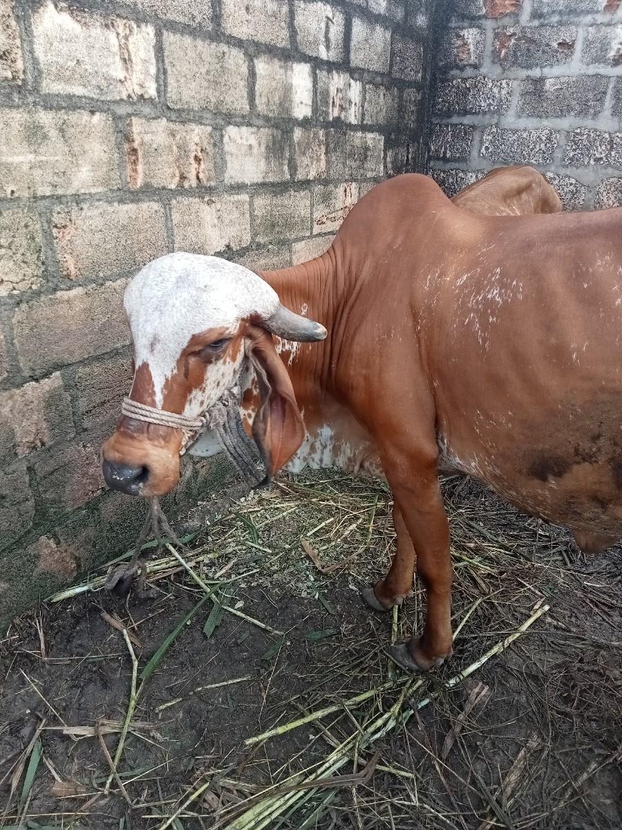 થંબનેલ 3