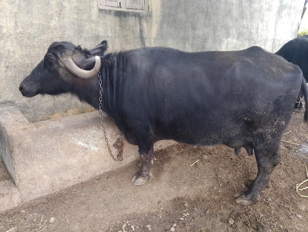 થંબનેલ 3