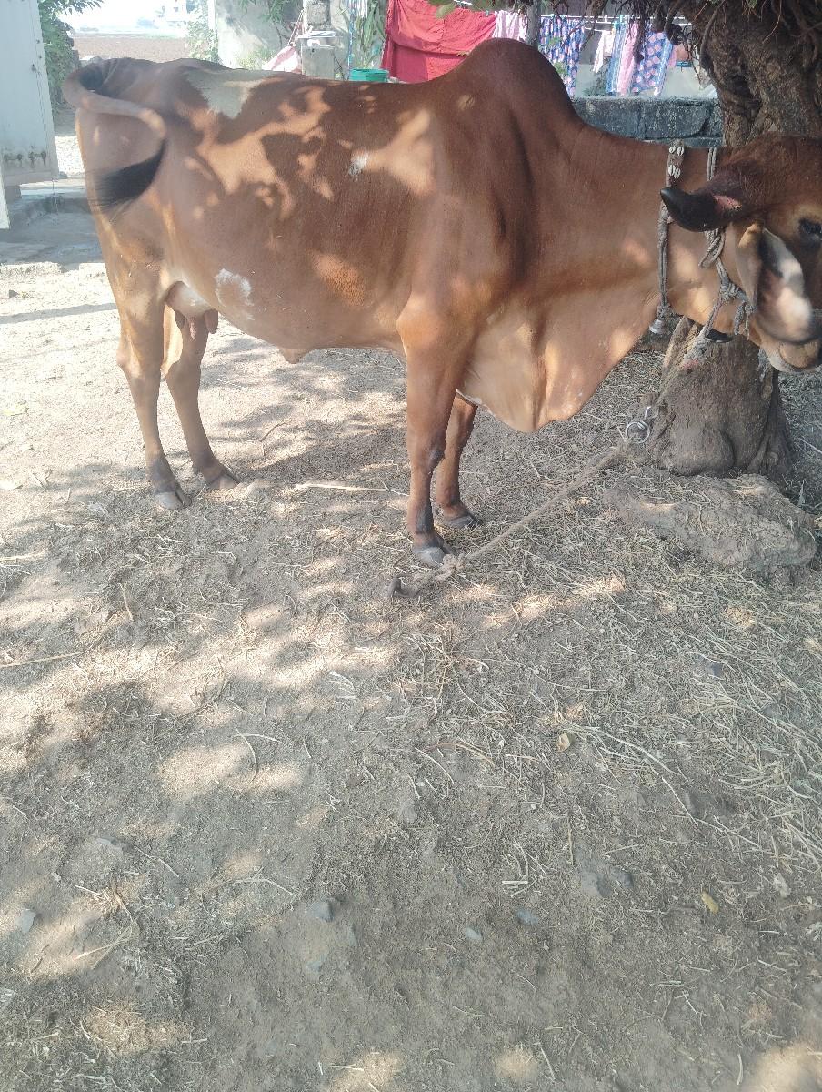 ગાય. વેશવા ની છે