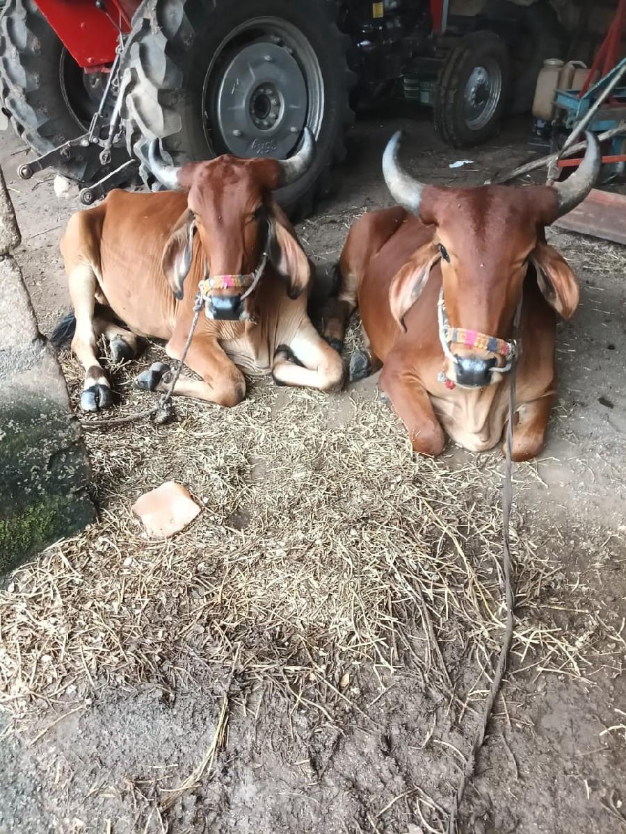 થંબનેલ 2