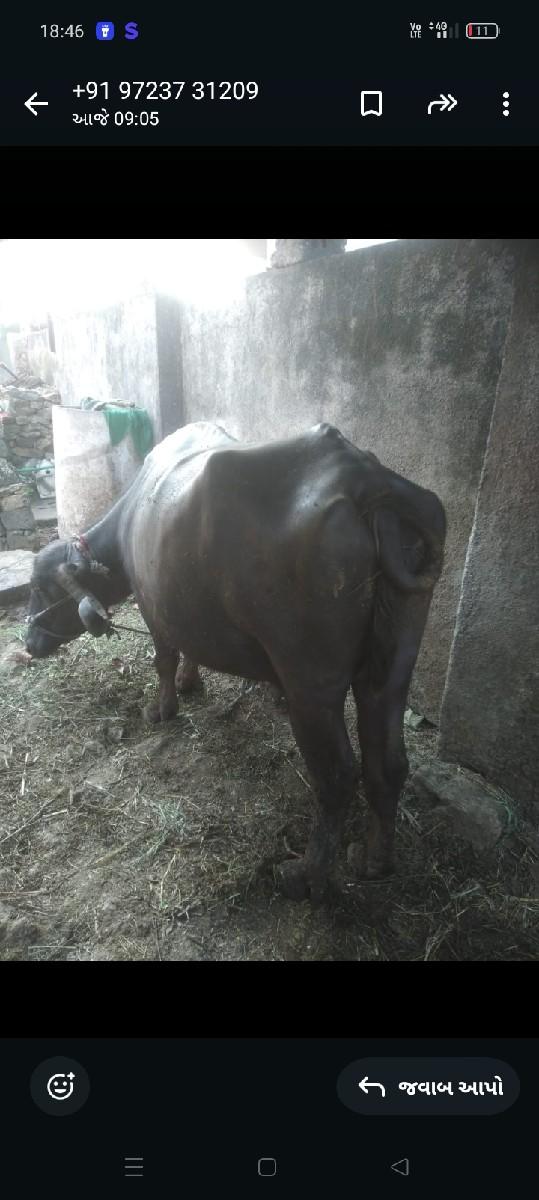 ભેંસ વેચવાની છે
