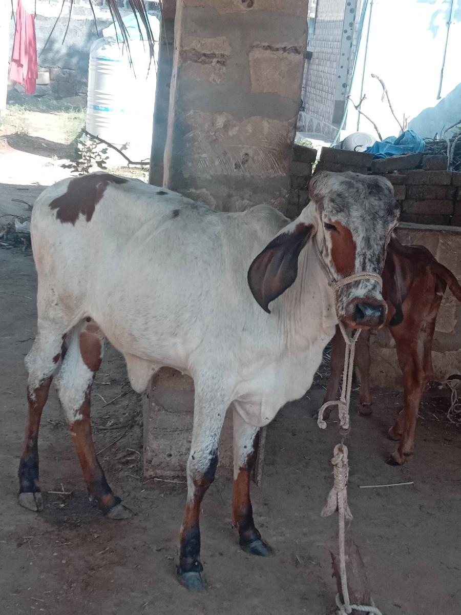 લીલડી વાછડી