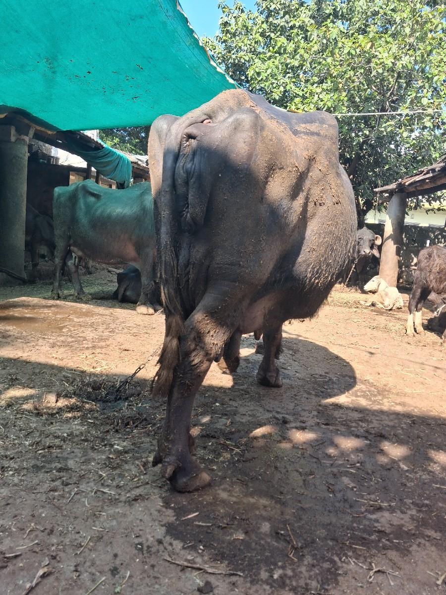 થંબનેલ 3