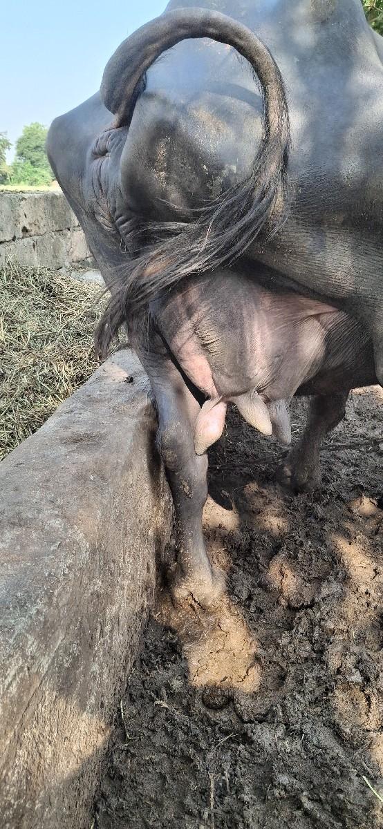 જાફરાબાદી ભેંસ વેચવાની
2જુ વેતર