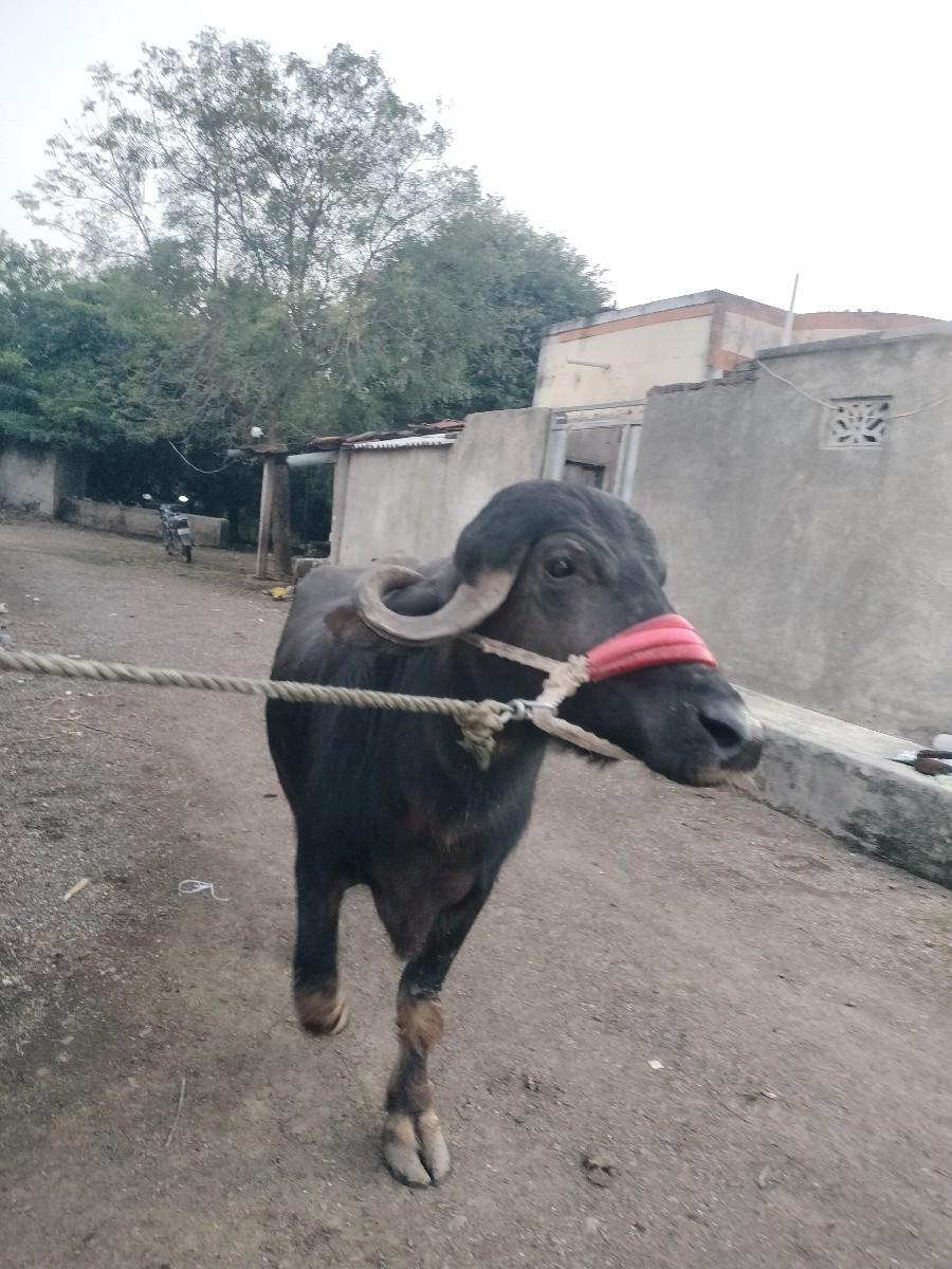 થંબનેલ 2