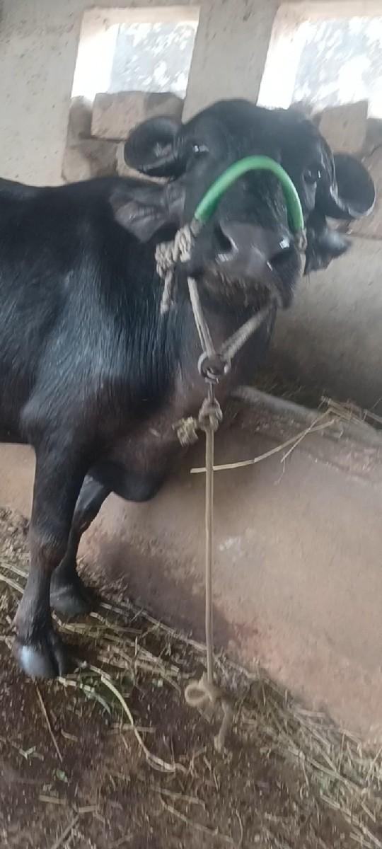 થંબનેલ 3