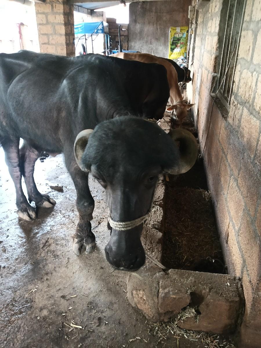 થંબનેલ 2