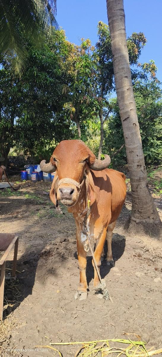વોડકી વેચવાની છે....ફ્રીમાં