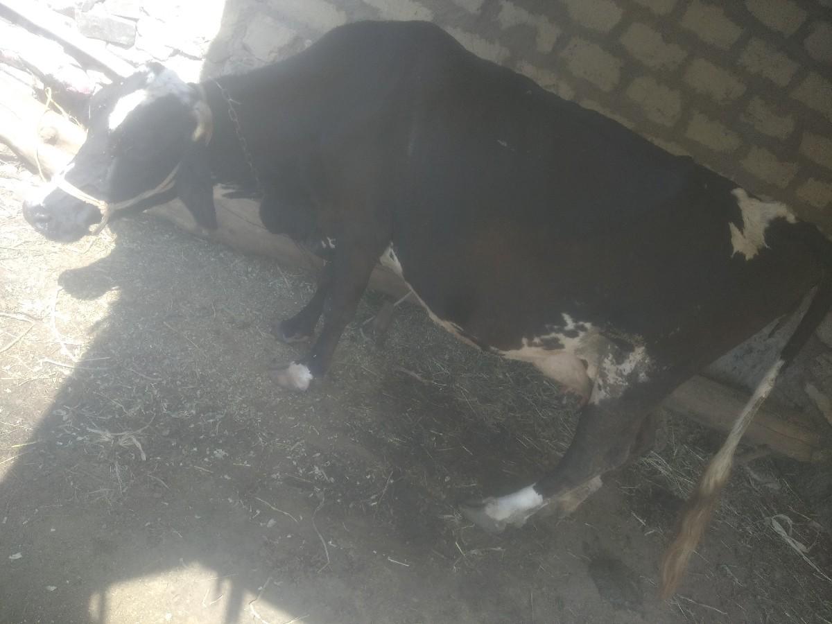 થંબનેલ 3