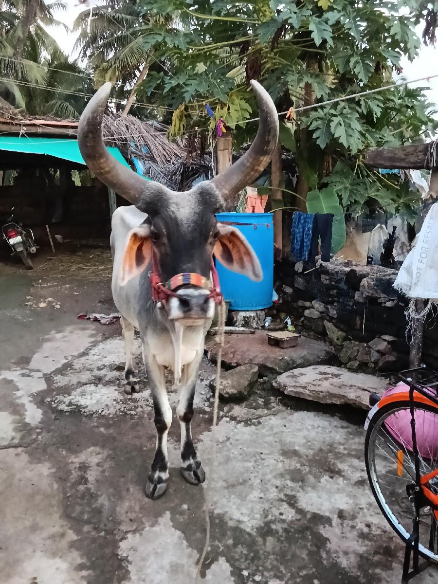 આદમ.  ભાઈ.  ભાટા