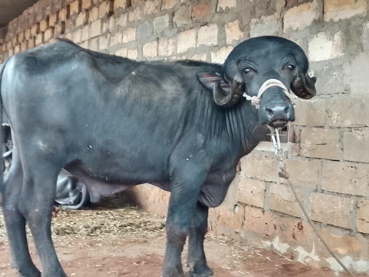 નંગા. ભાઈ