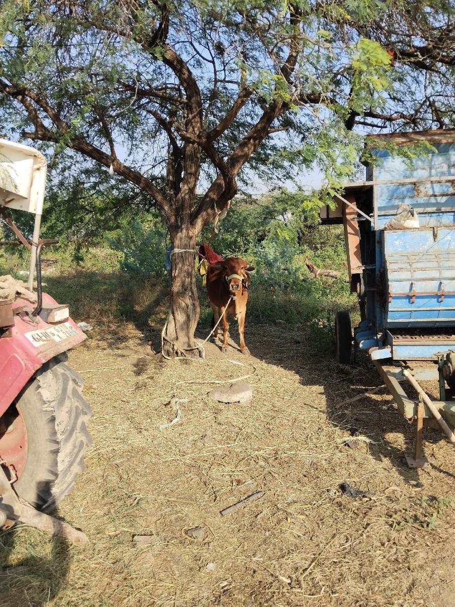 થંબનેલ 2