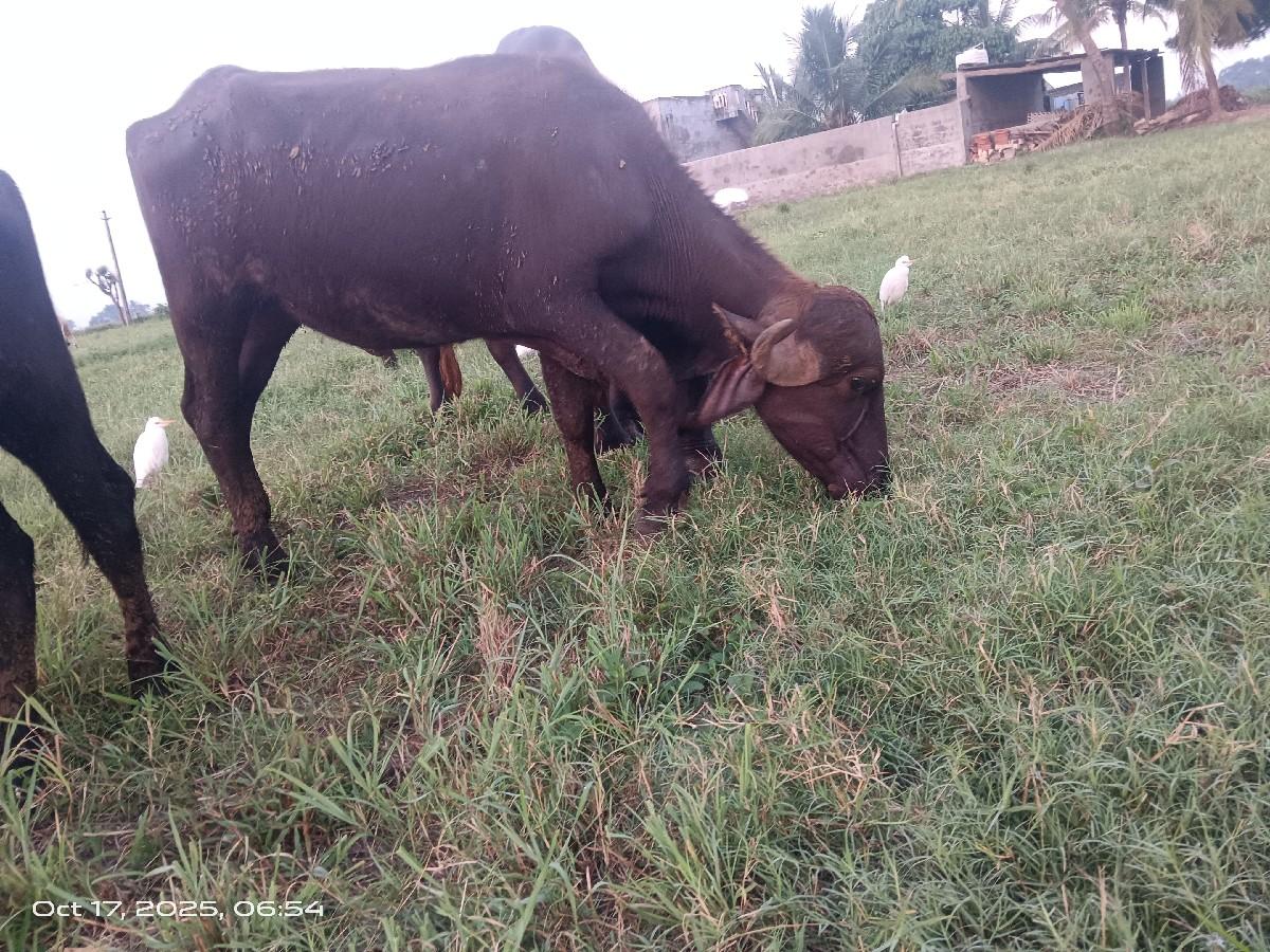 થંબનેલ 3