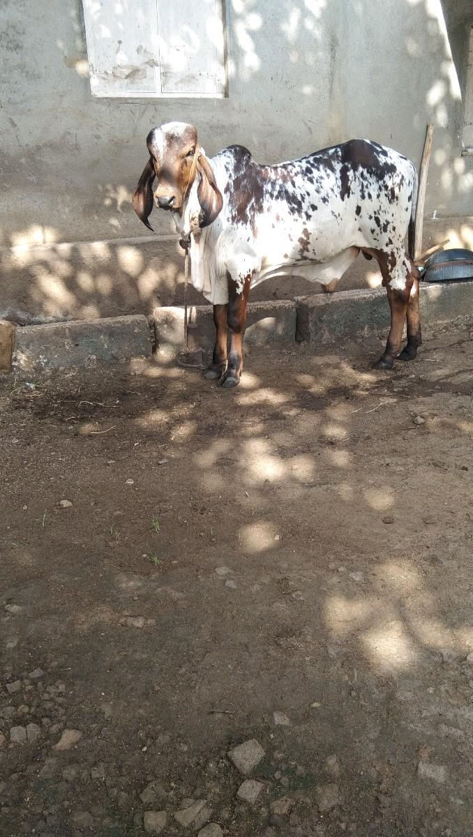 થંબનેલ 2