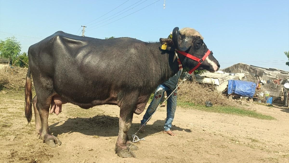 ભેસવેચવાની છે