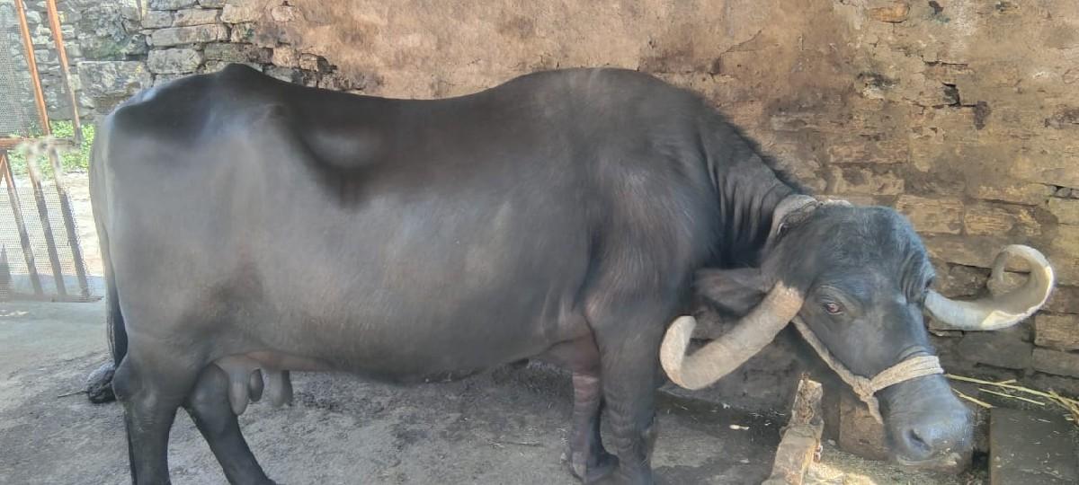 ભેંસ વેચવાની છે ત્રીજુ વેતર