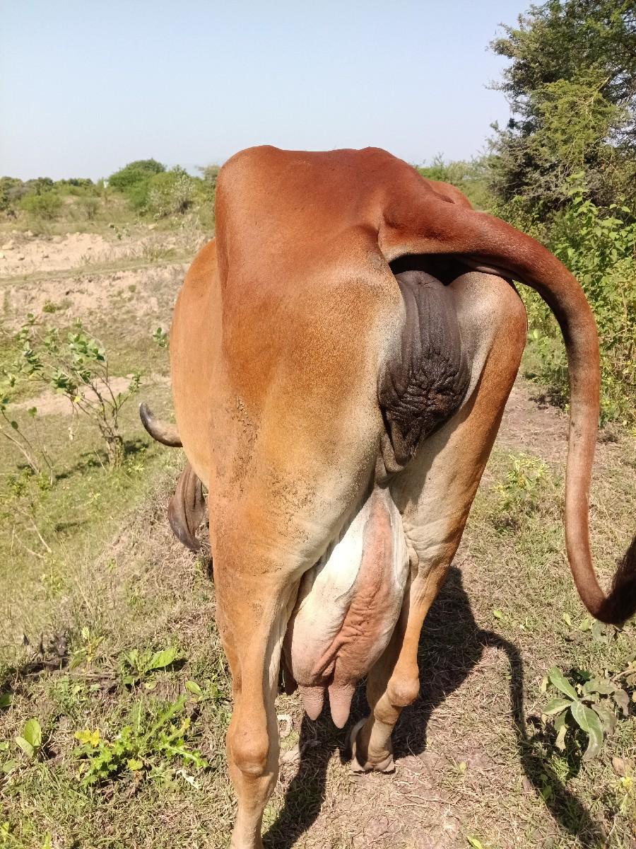 થંબનેલ 3