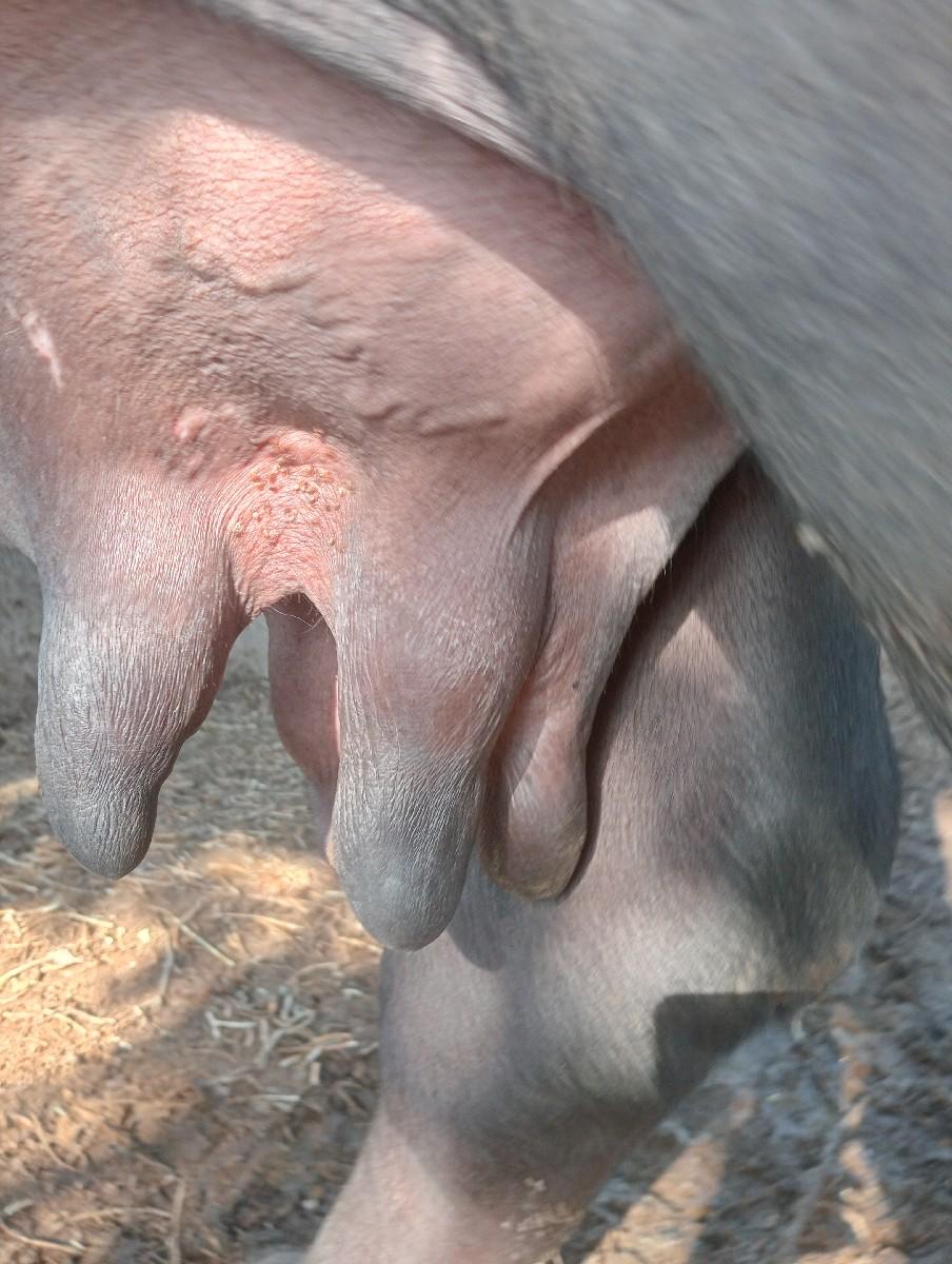 પ દીવસ ની કાચી ૩ વેતર