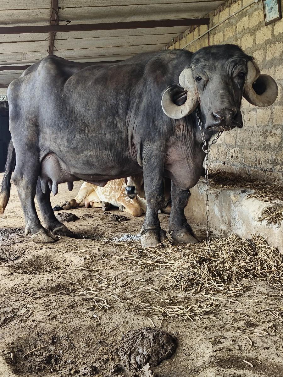 થંબનેલ 2