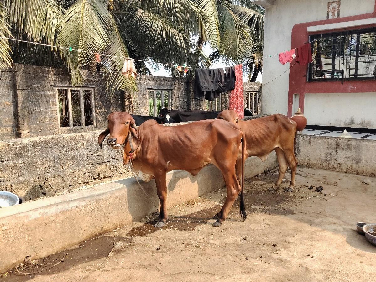 થંબનેલ 3