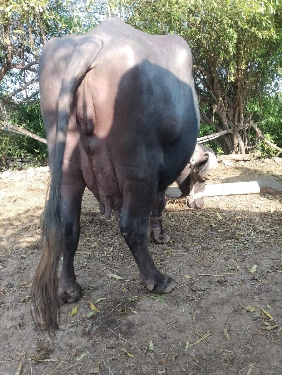 વેચવાની છે.