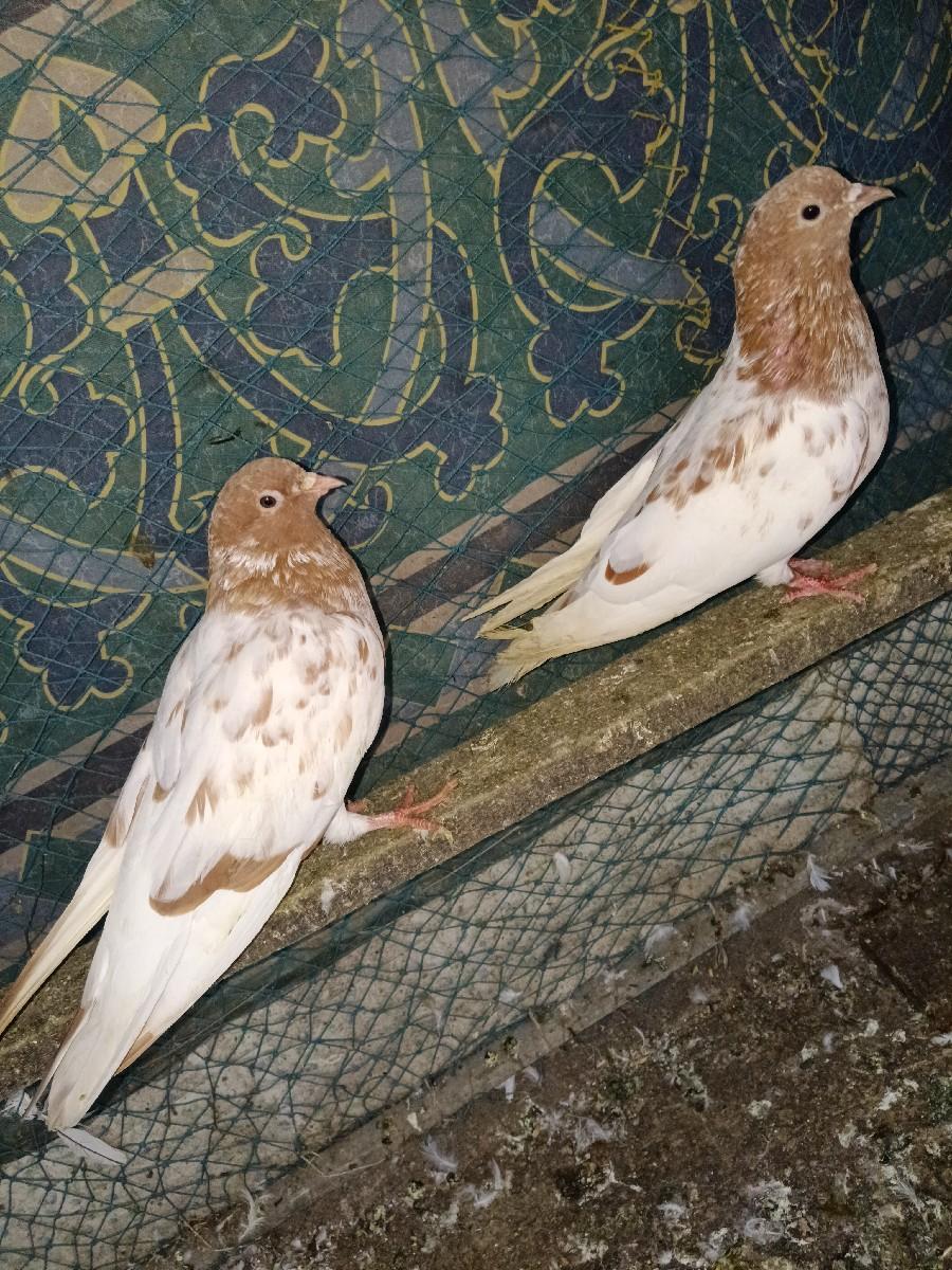 કબૂતર વેચવાના છે