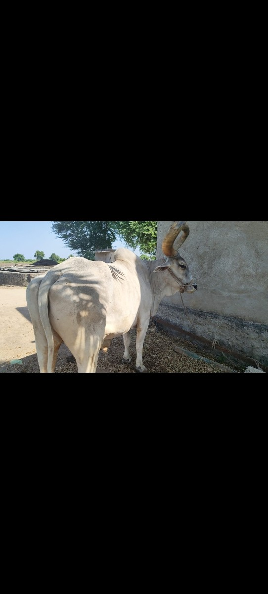 બધી જવાબદારી સાથે બળધ દેવાના..