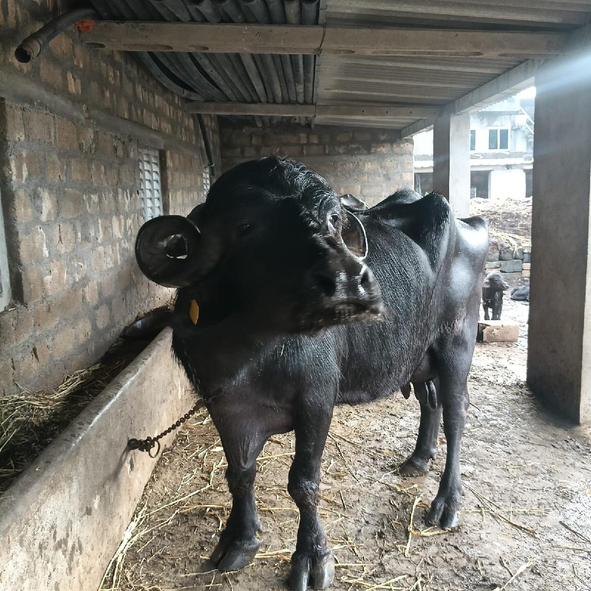 થંબનેલ 3