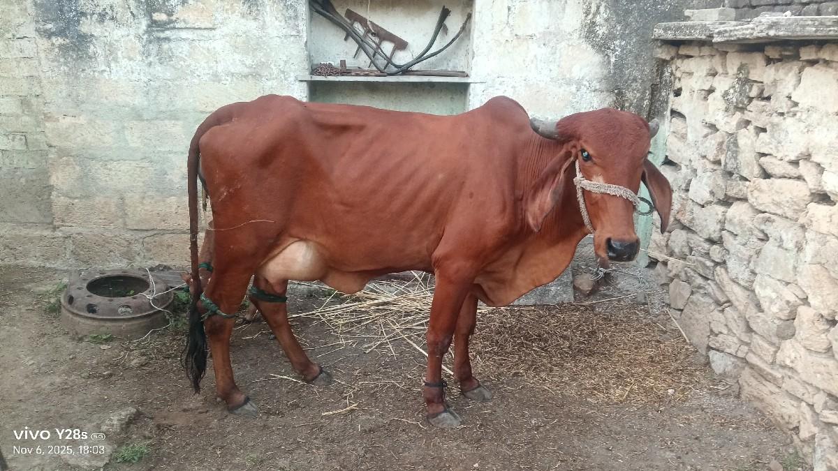 થંબનેલ 2