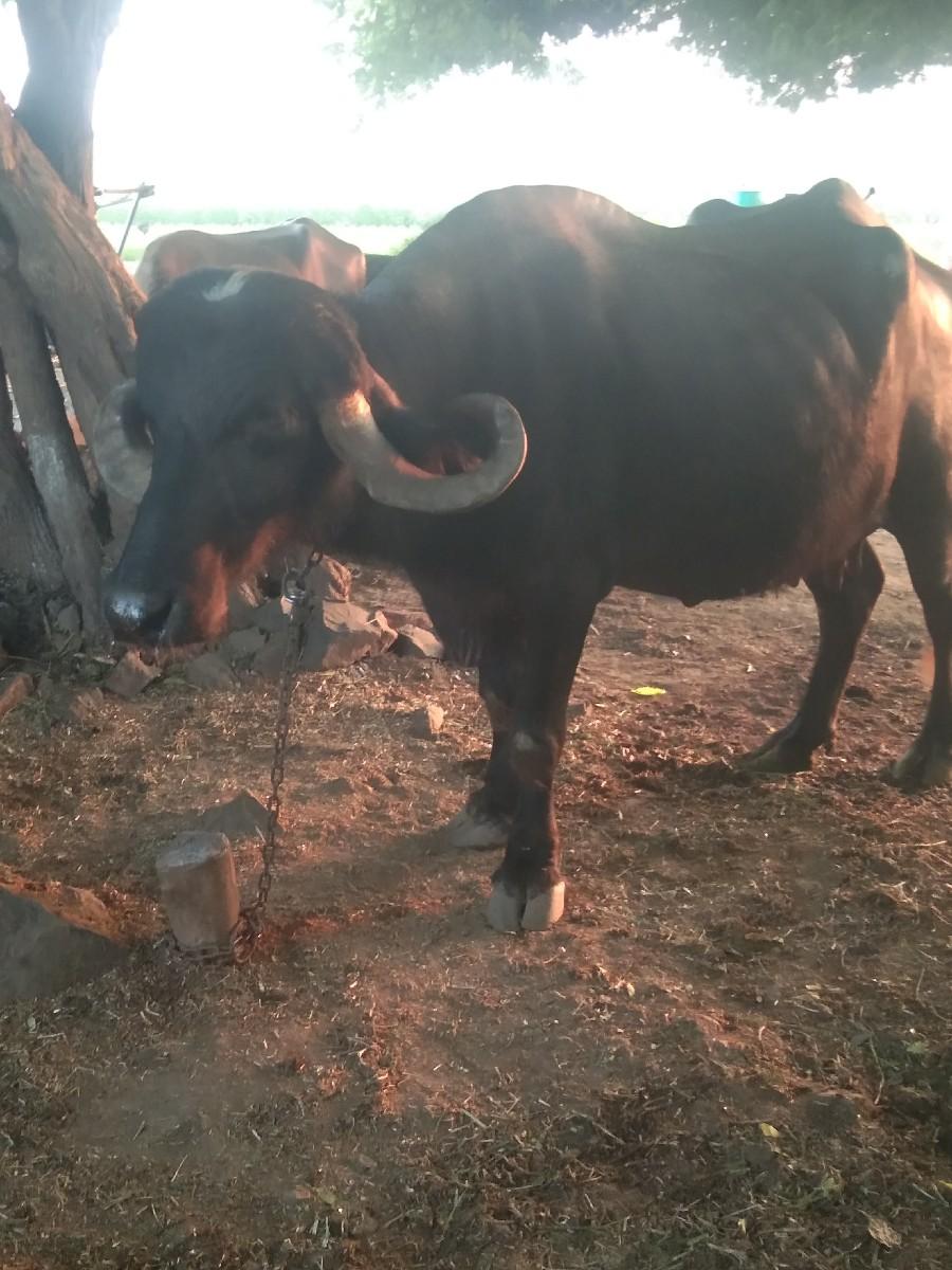 ભેશ વેસવાની છે