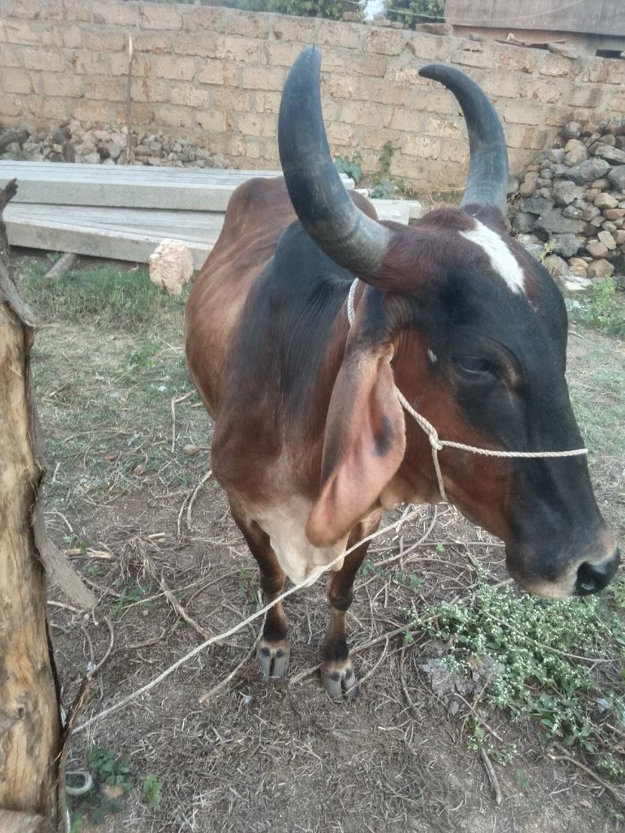 થંબનેલ 3