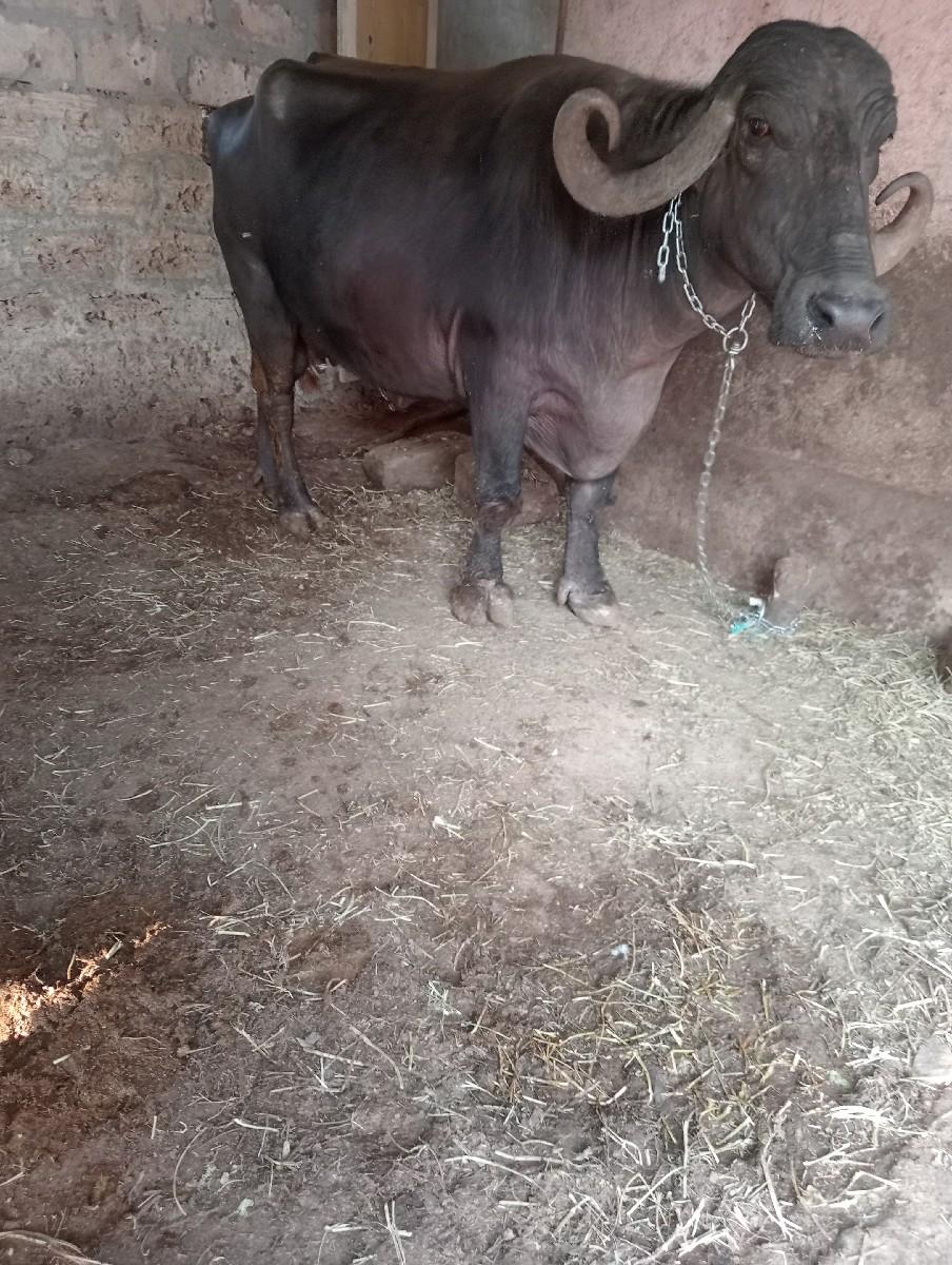 ભેંસ વેચવાની છે