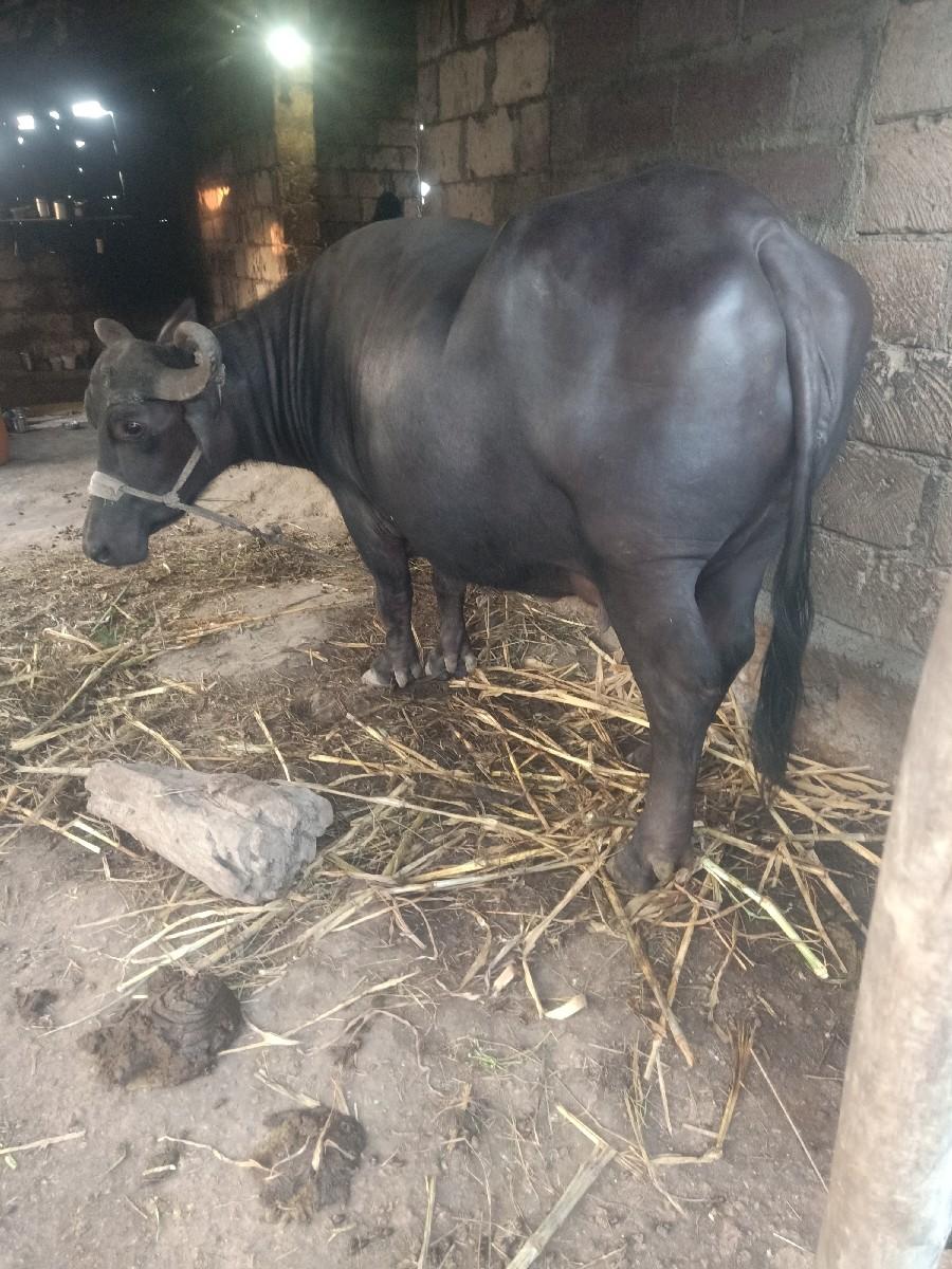 થંબનેલ 2