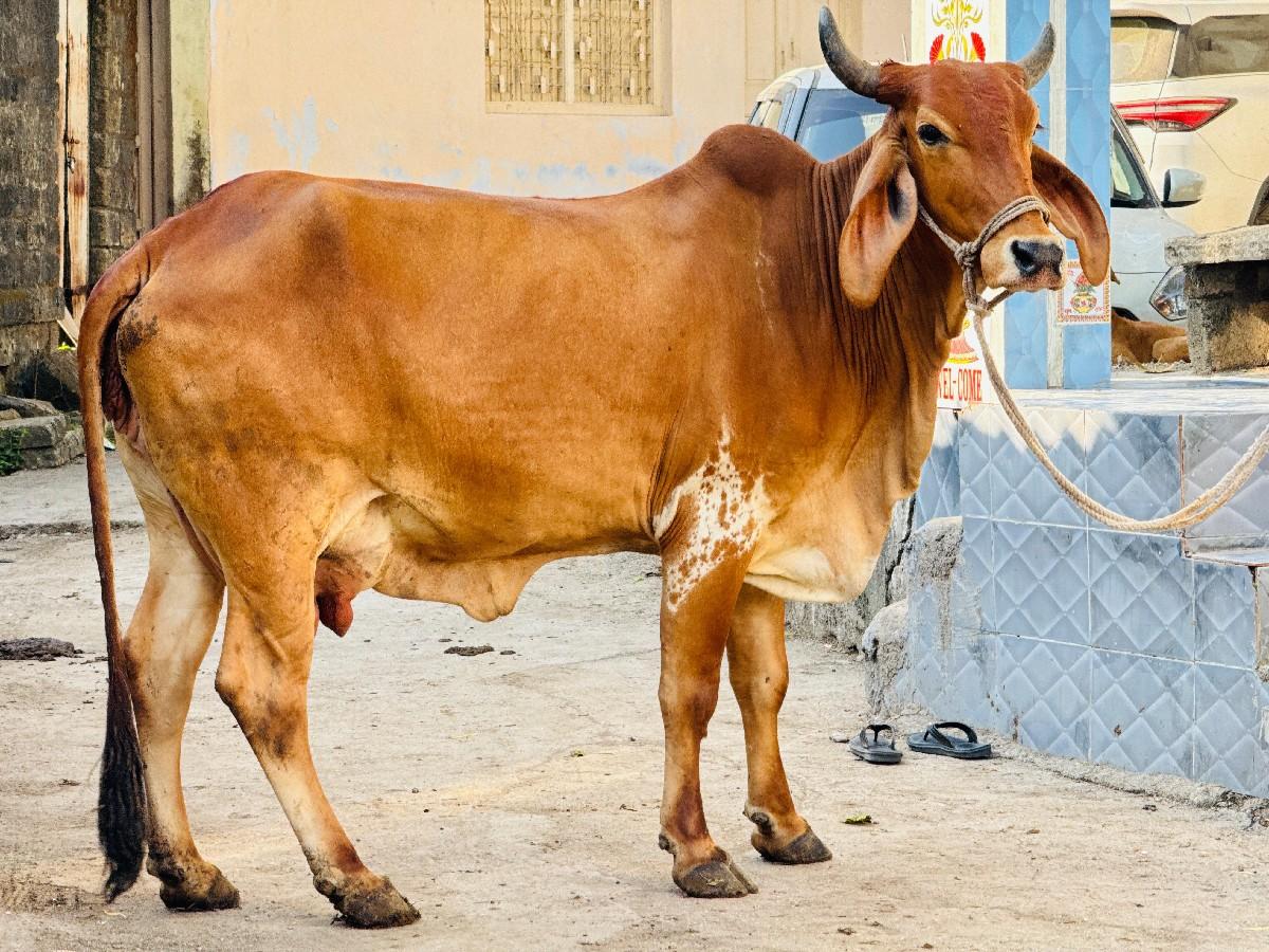 હોડકી વેચવાની છે