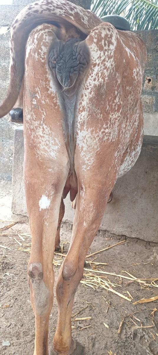 થંબનેલ 3