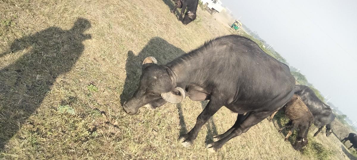 થંબનેલ 3