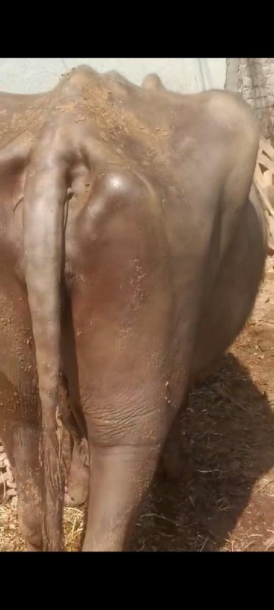 વેચવાની છે