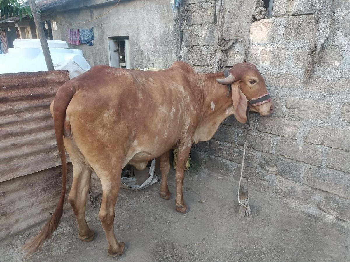 થંબનેલ 3