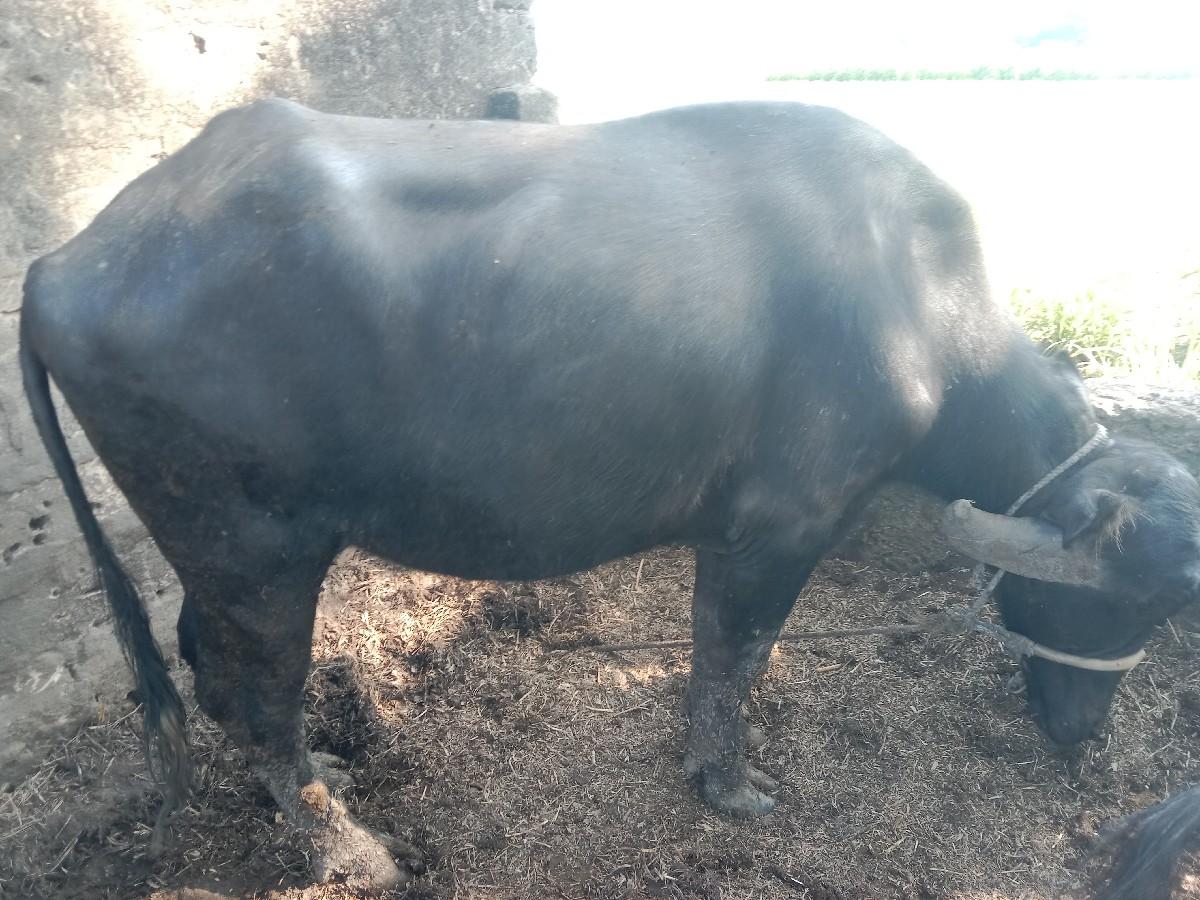 થંબનેલ 2