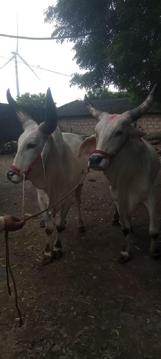 થંબનેલ 3