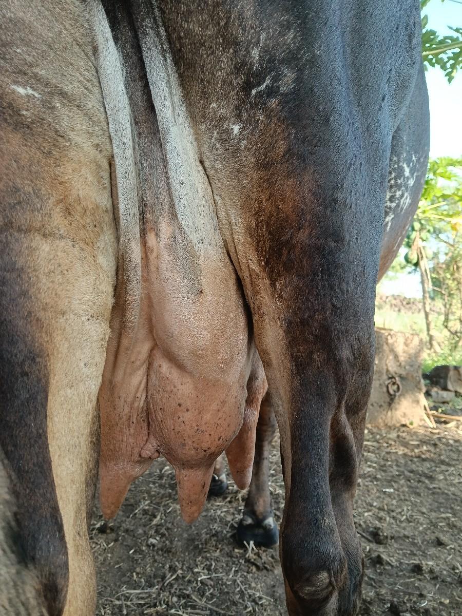 ગાય વેચવાની છે